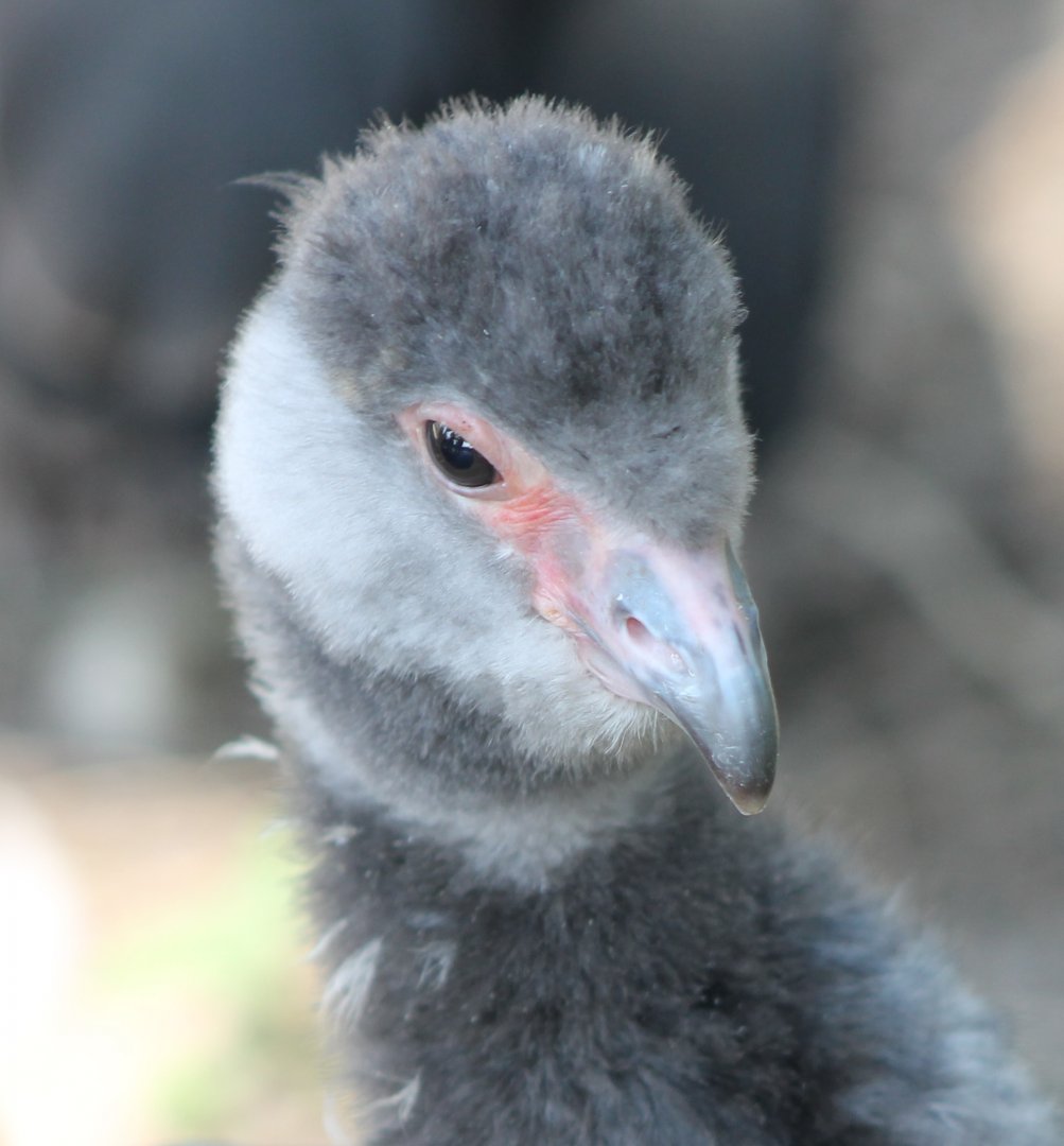 Young Crested screamer