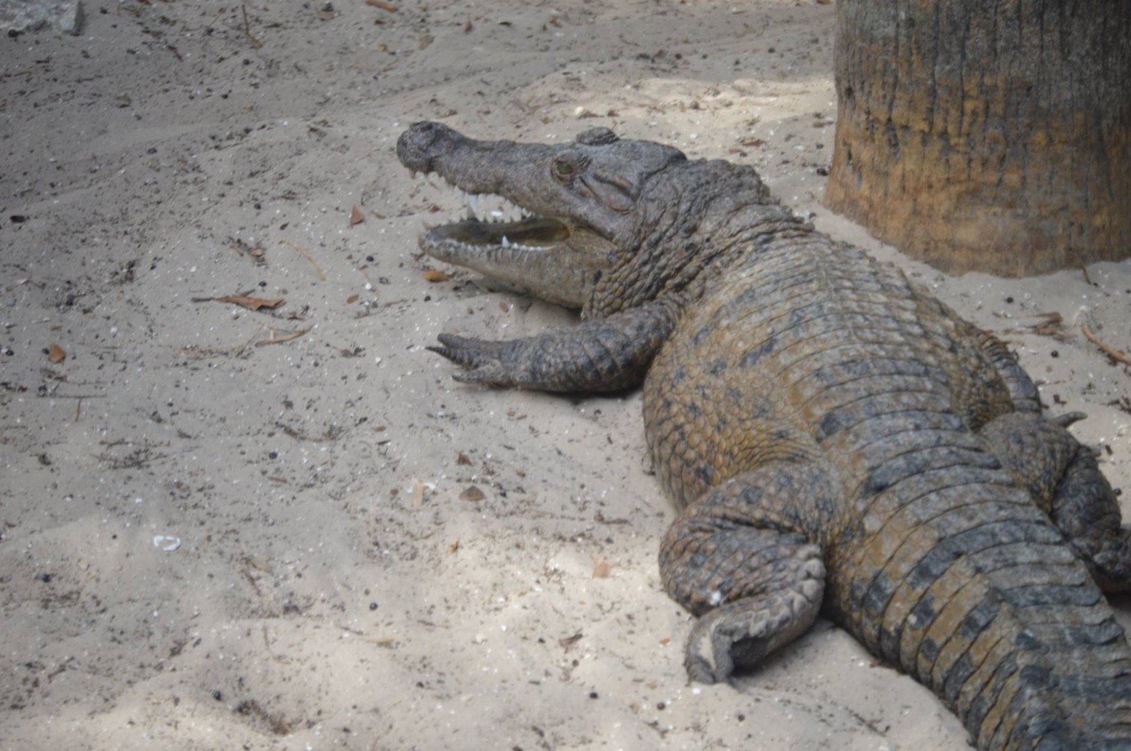 Young Crocodilian ID 2