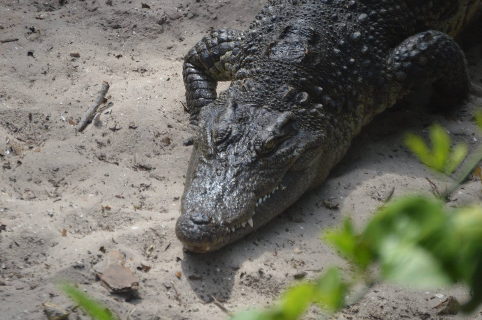 Young Crocodilian ID 3