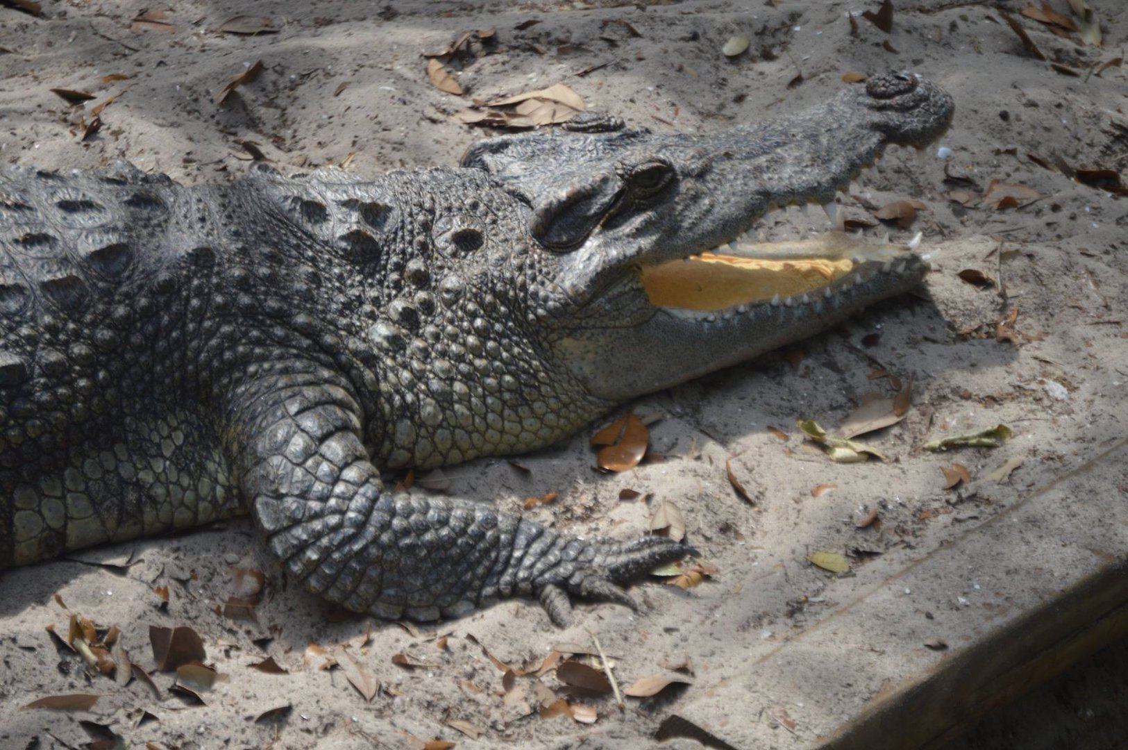 Young Crocodilian ID