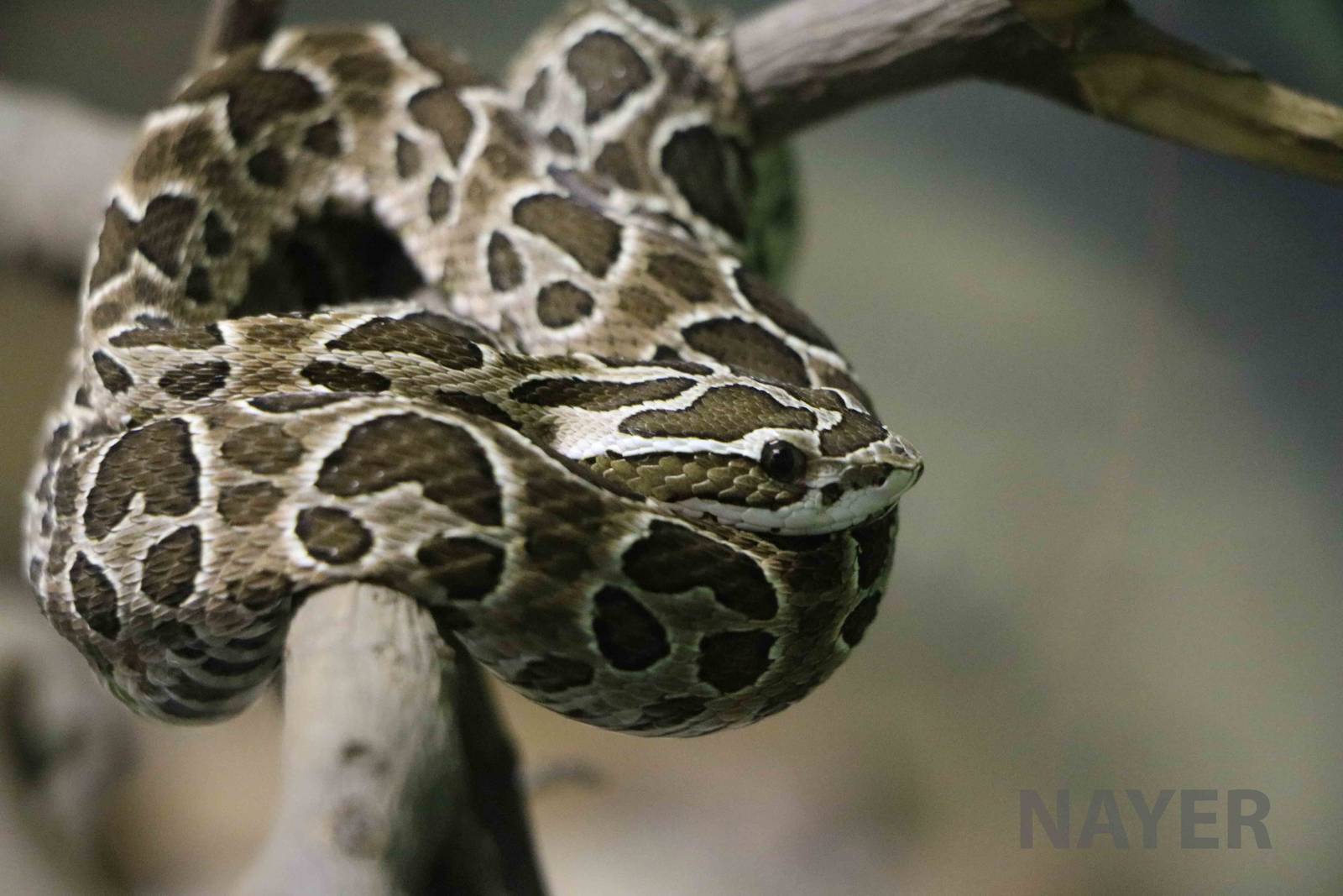 Young crossed pit viper - Instituto Butantan, 2016