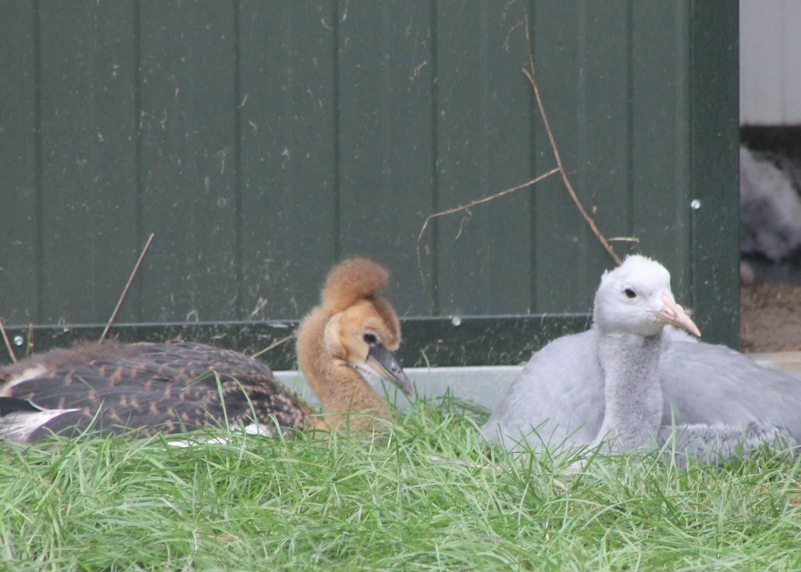 Young Crowned and Blue cranes