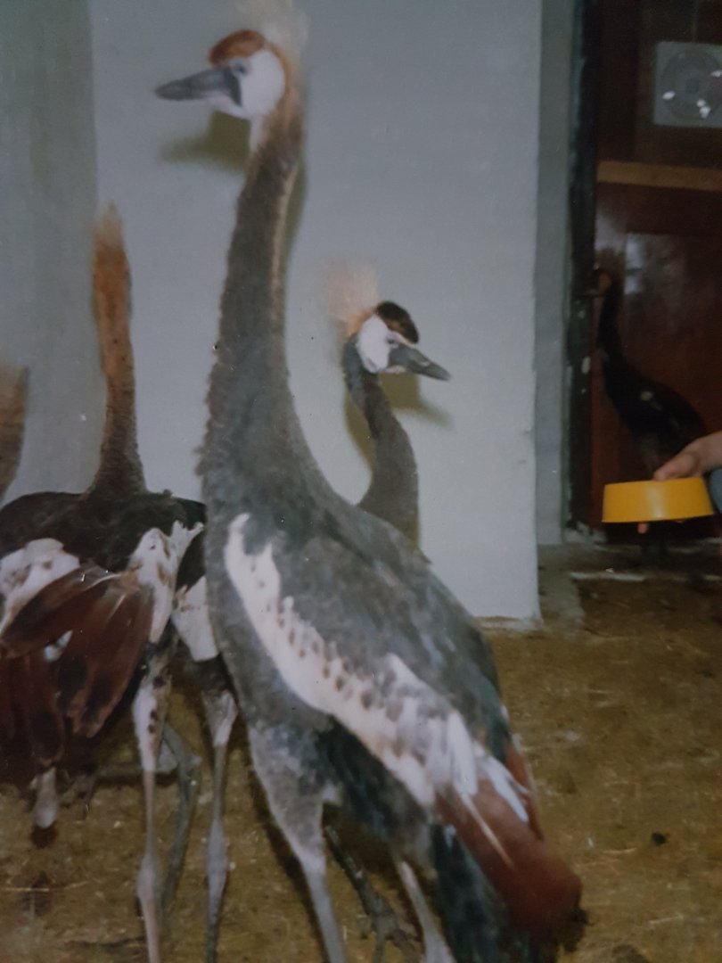 Young Crowned cranes