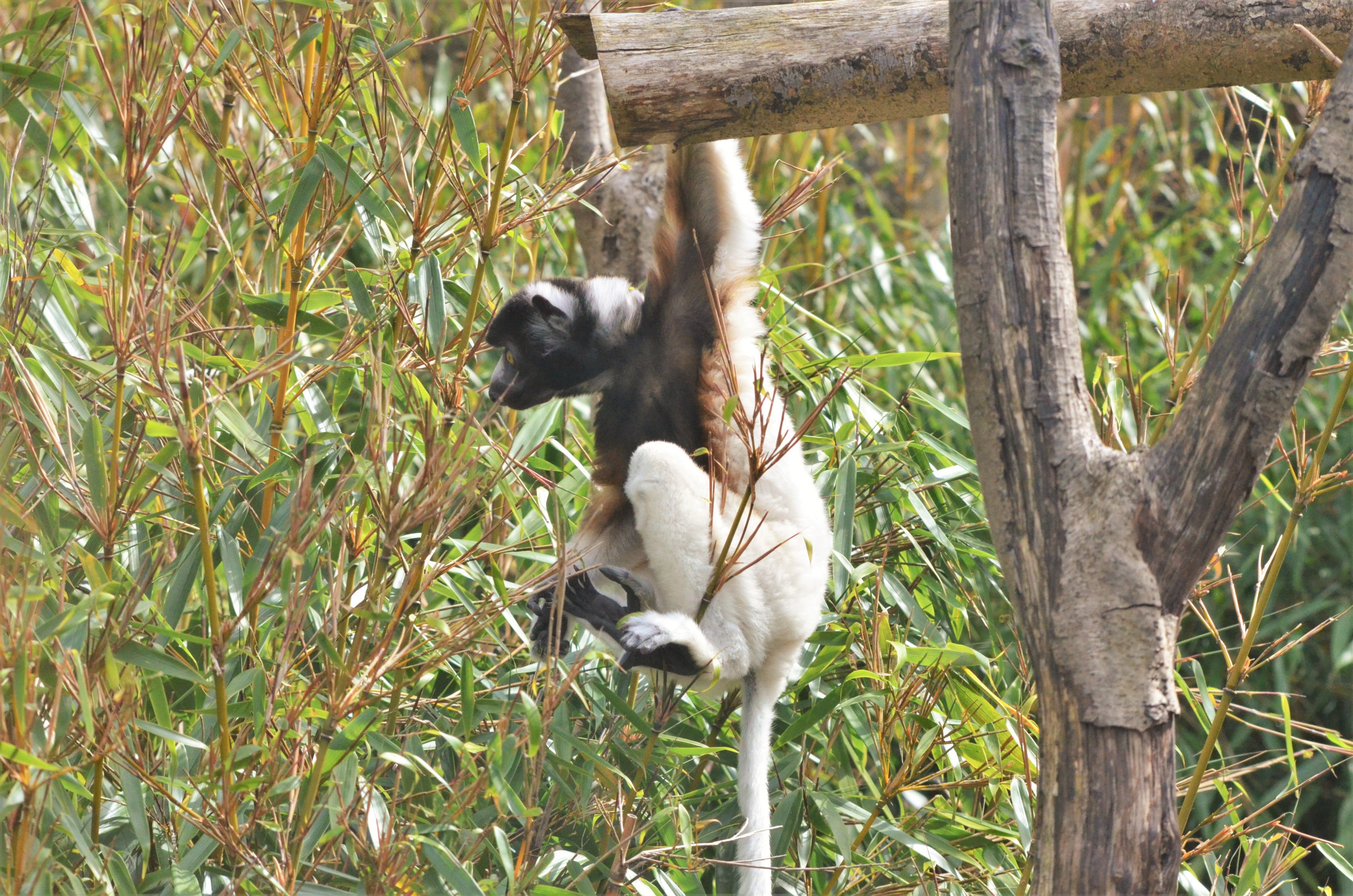 Young Crowned Sifaka at Cotswold WP, 22/04/17