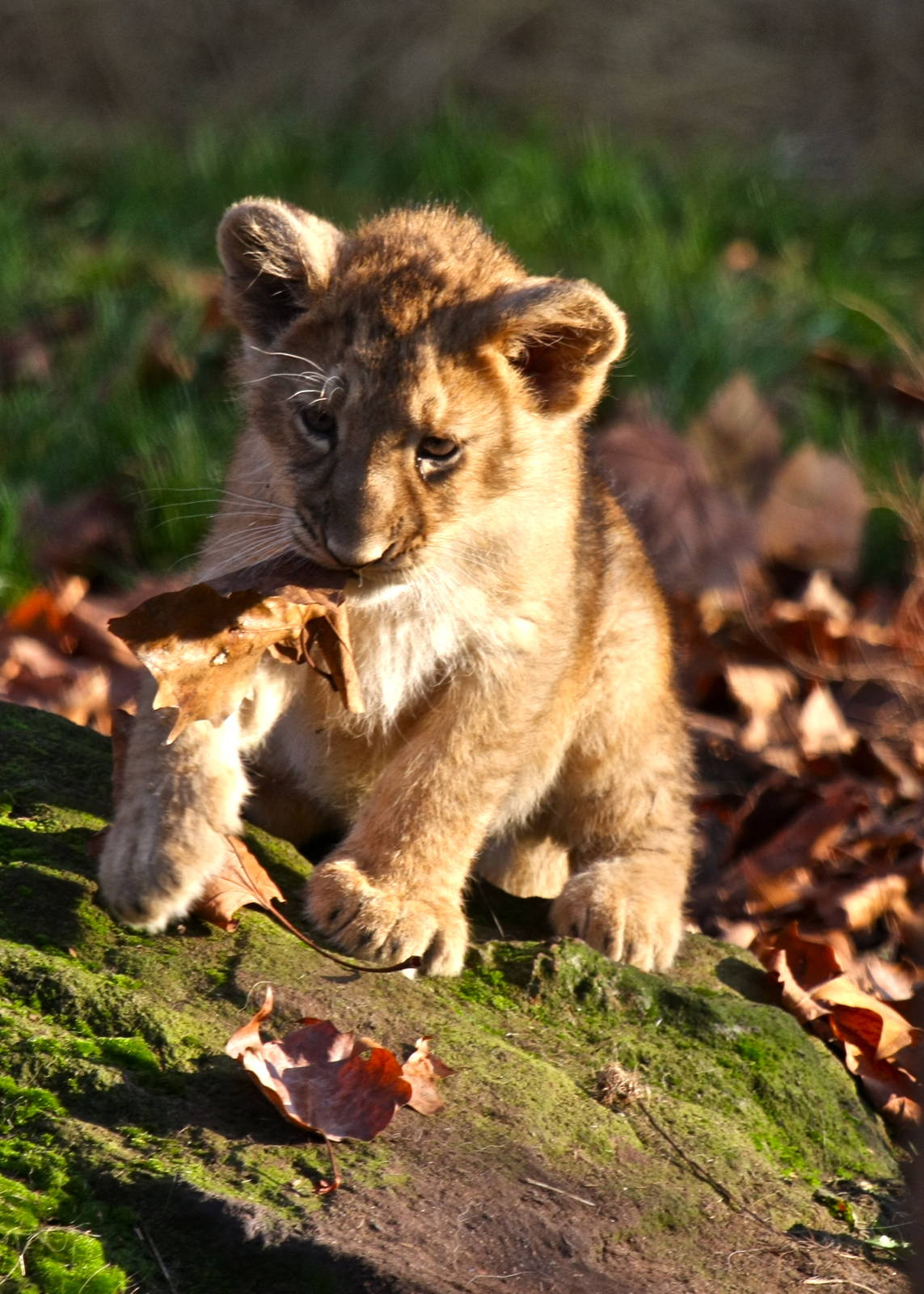 Young cub playing.