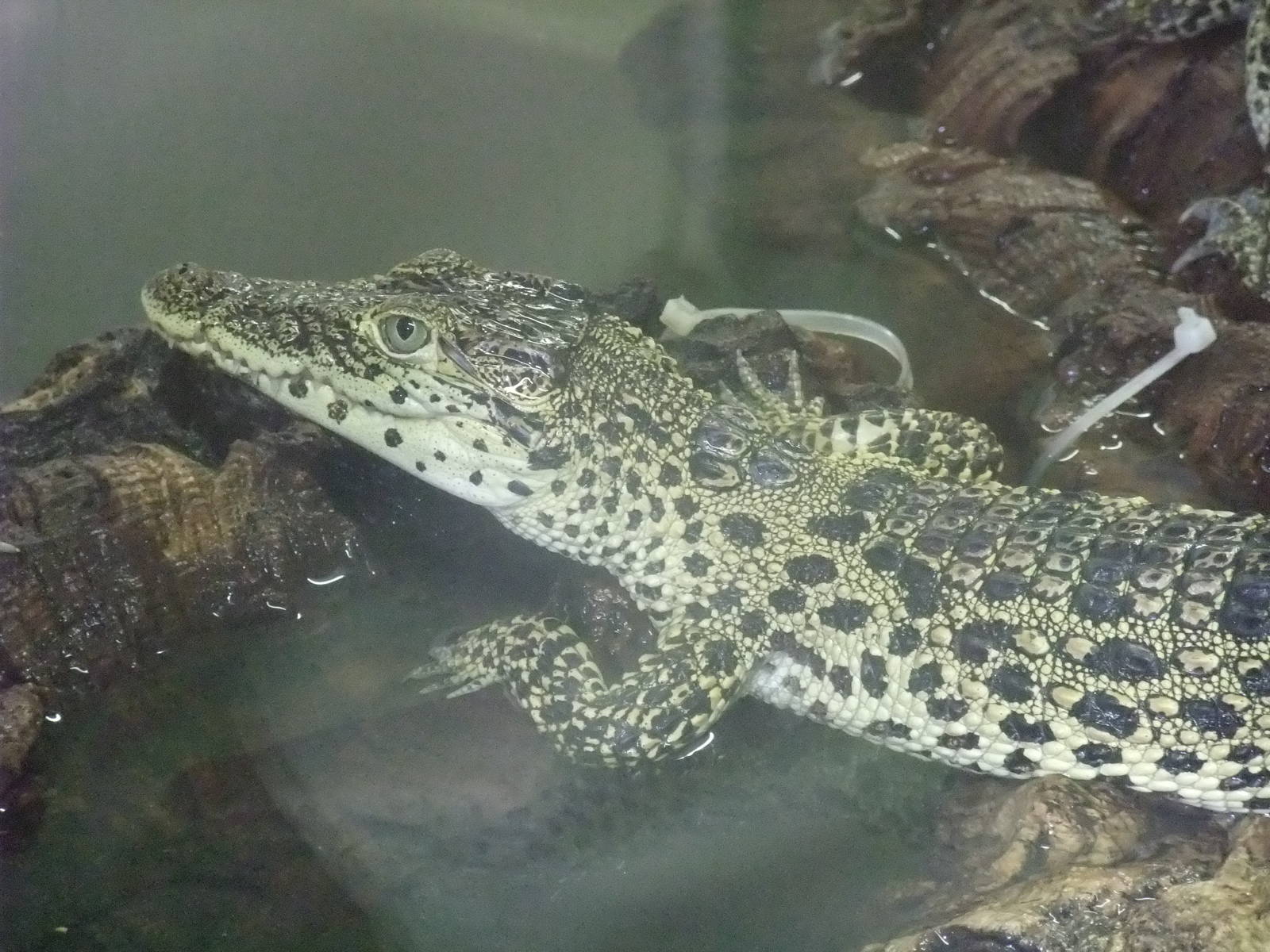 Young Cuban Crocodile at Protivin Crocodile Zoo, 26/05/10