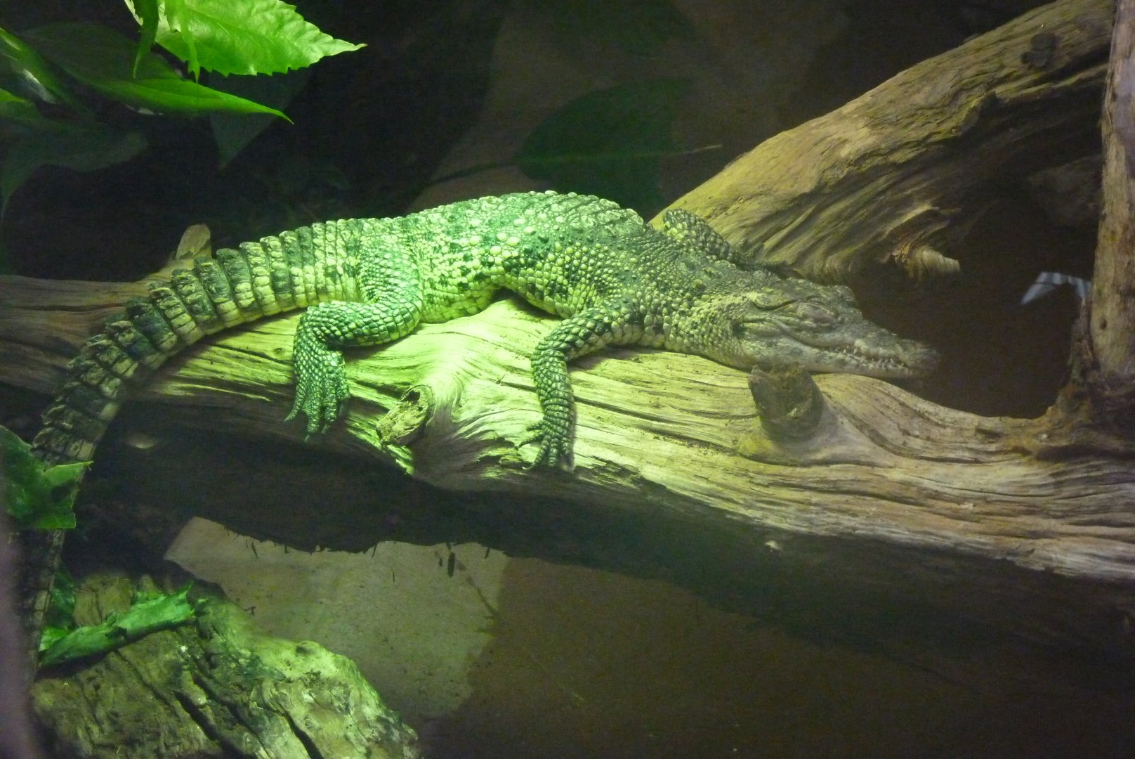 Young Cuban Crocodile, December 2016