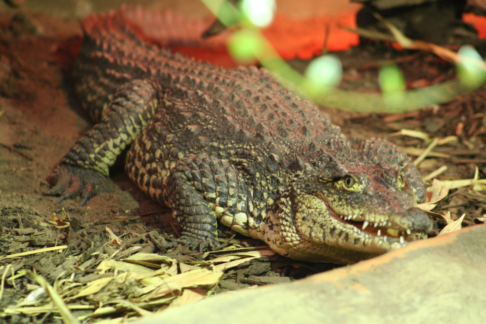 Young Cuban Crocodile @ West Midland Safari Park; 23.10.09