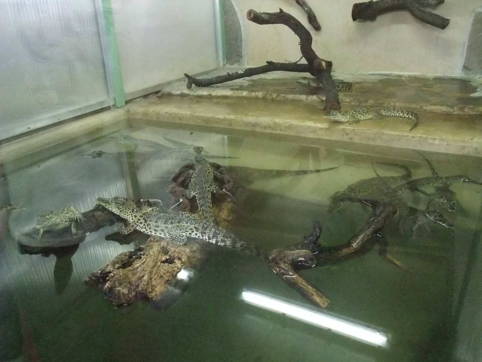 Young Cuban Crocodiles at Protivin Crocodile Zoo, 26/05/10