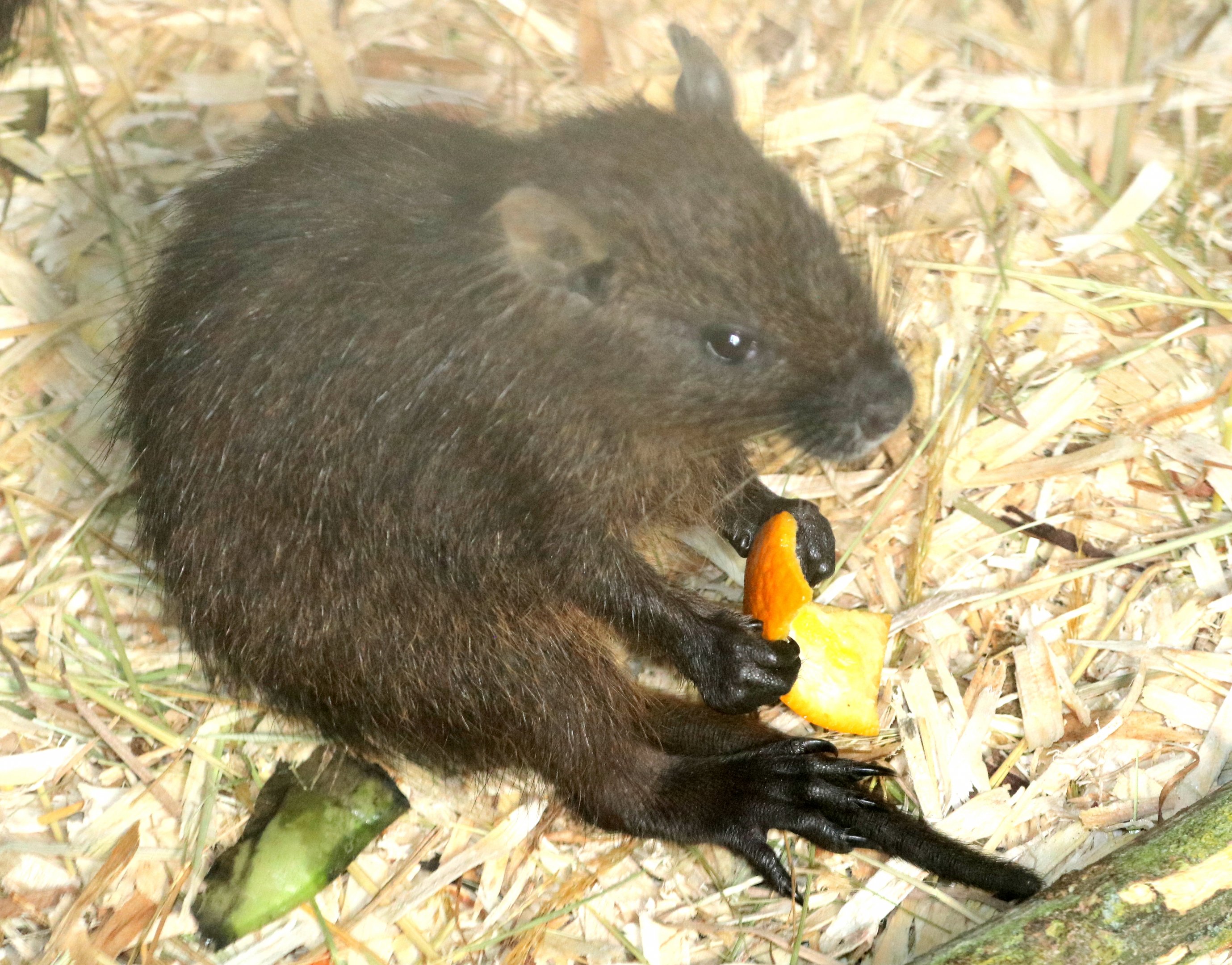Young Cuban huitia; Ventura; 20th July 2019