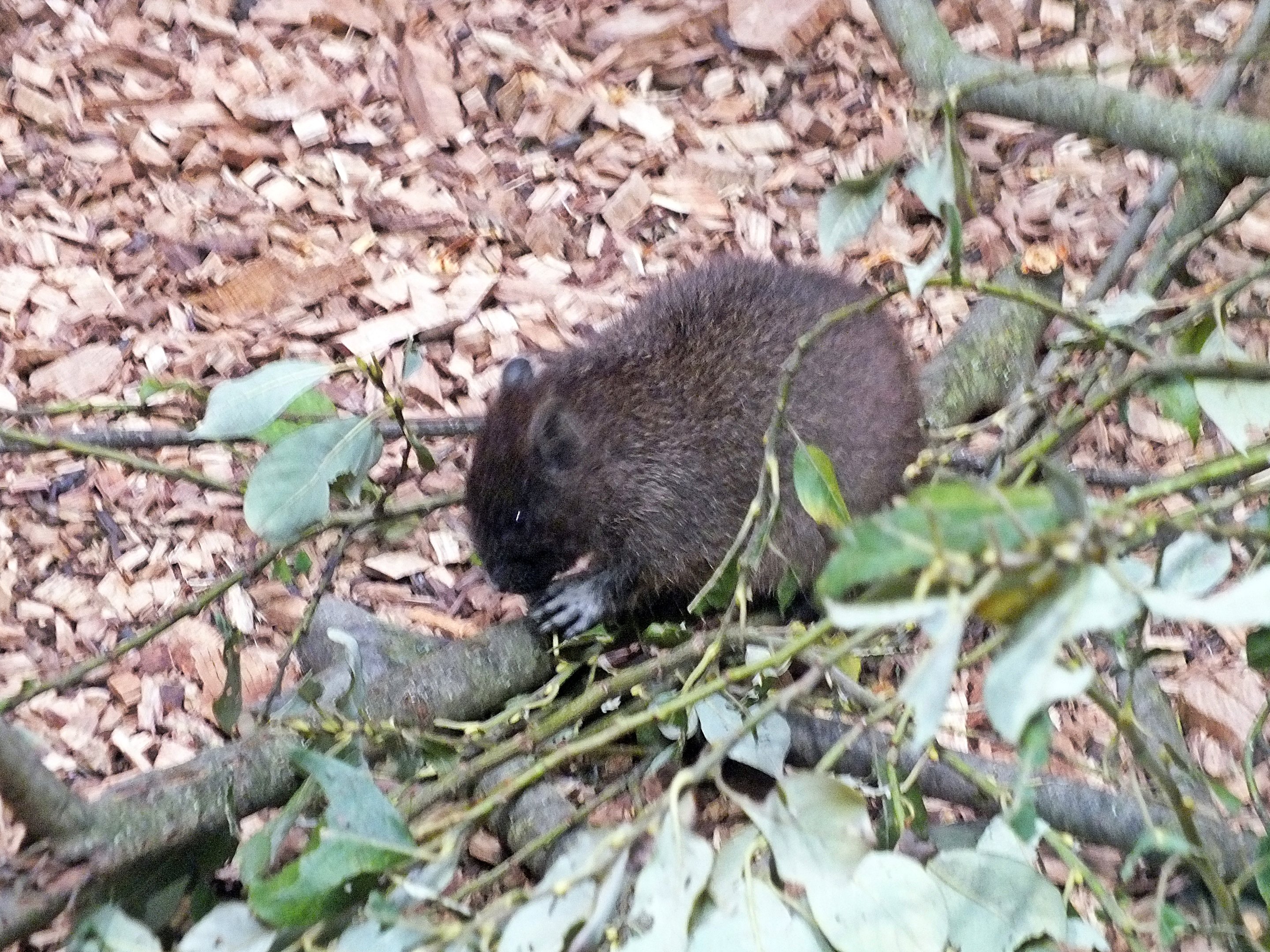Young Cuban hutia