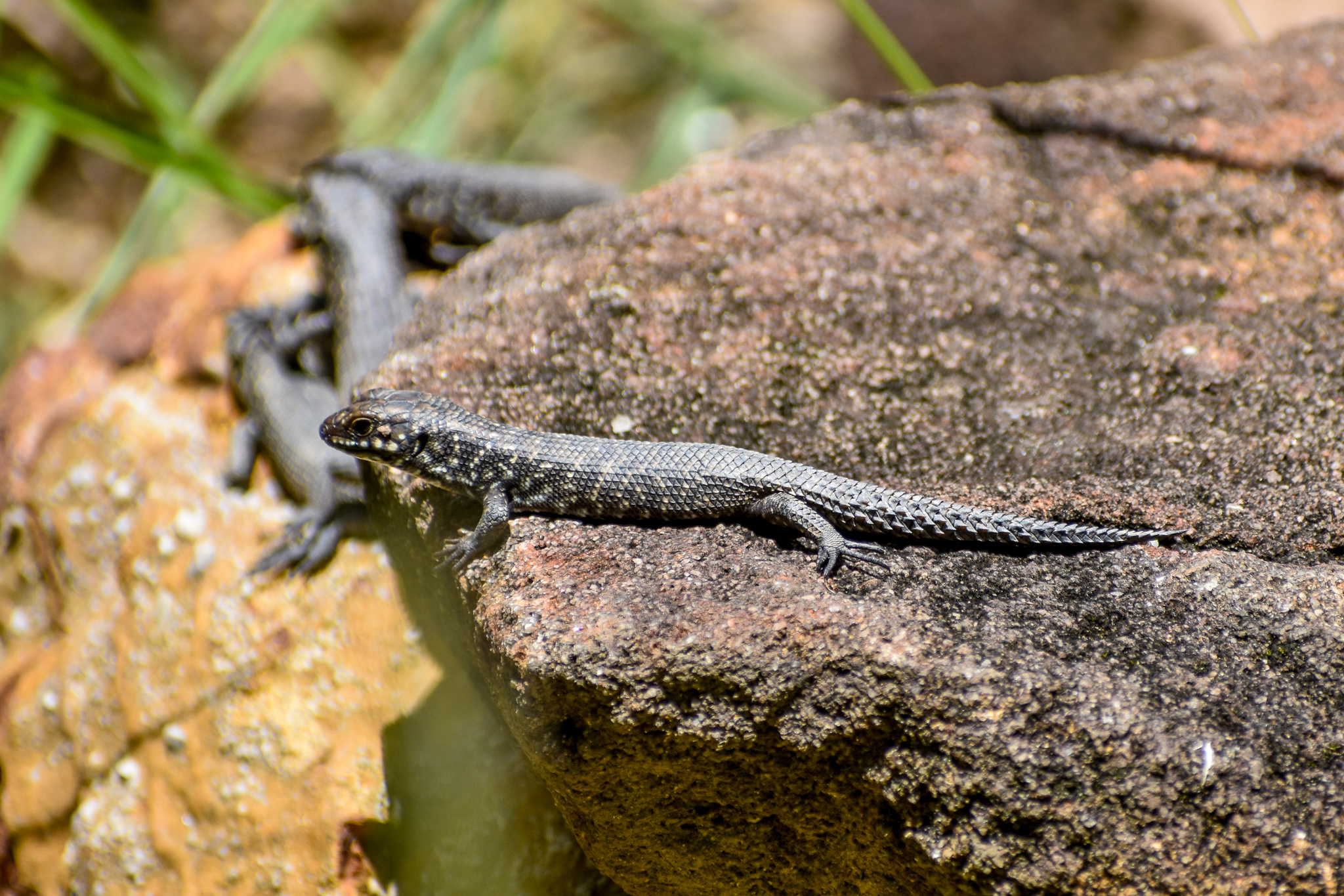 Young Cunningham's Skinks