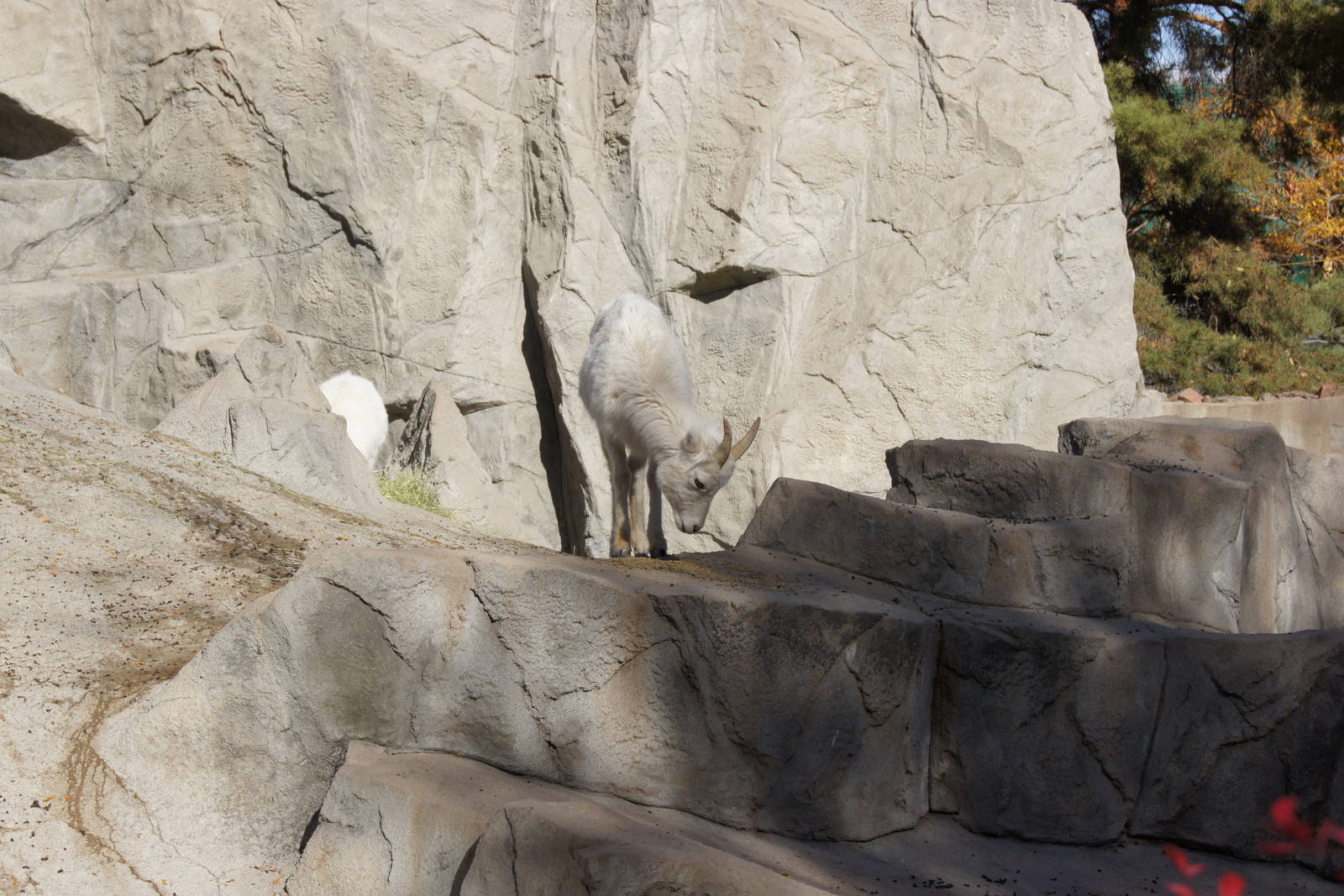 Young Dall's Sheep
