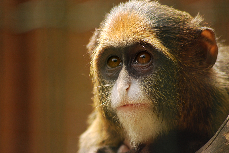 Young De Brazza's monkey