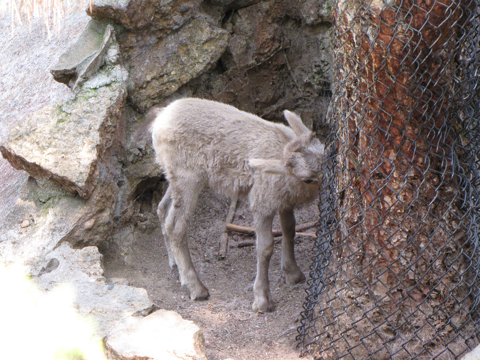 Young Desert Bighorn Sheep