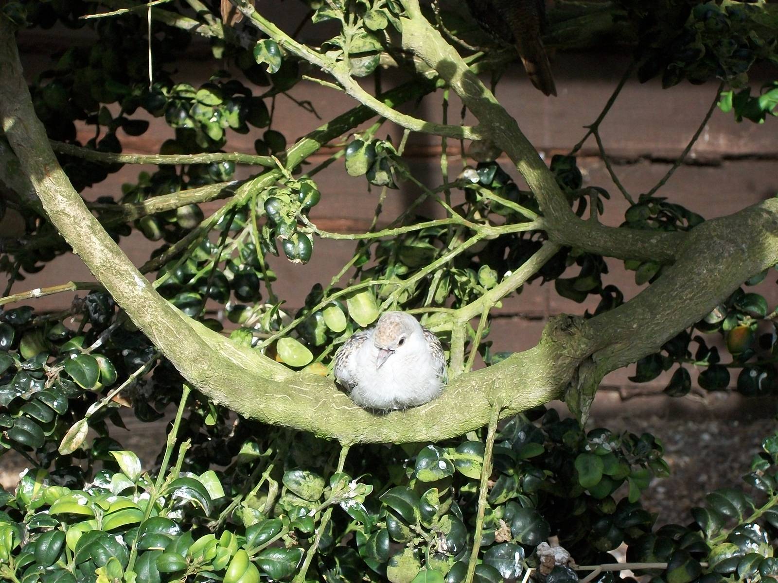 Young Diamond Dove, 5th July 2014