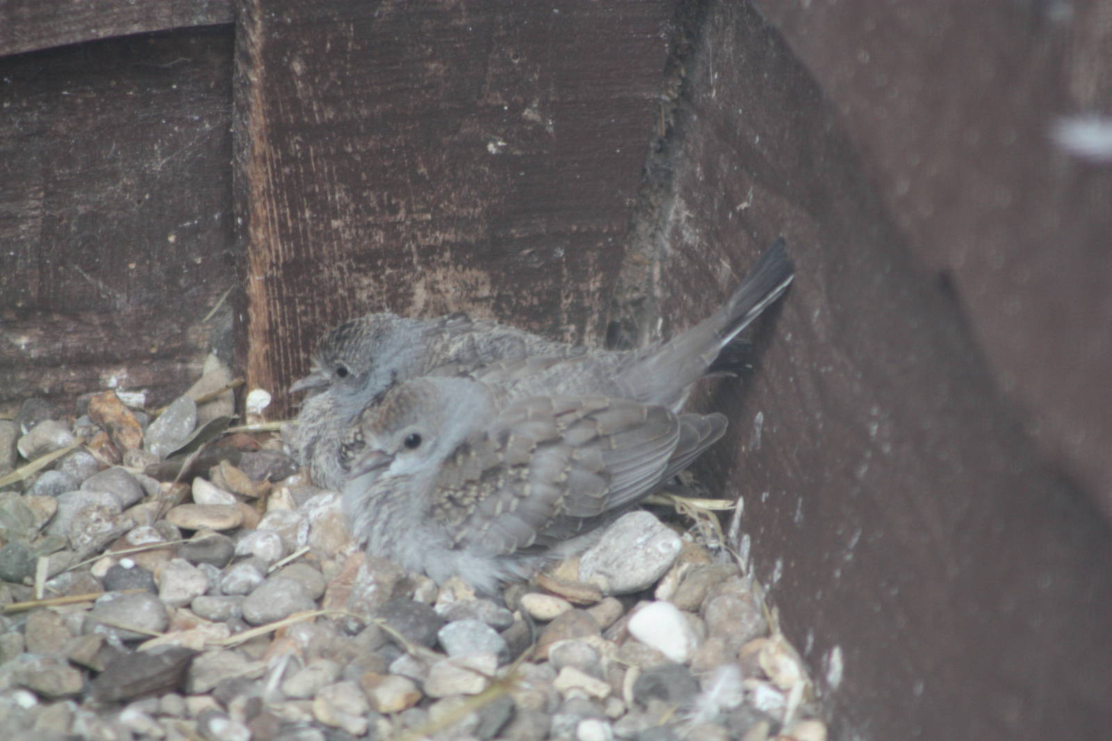 Young Diamond Doves, 16th August  2014