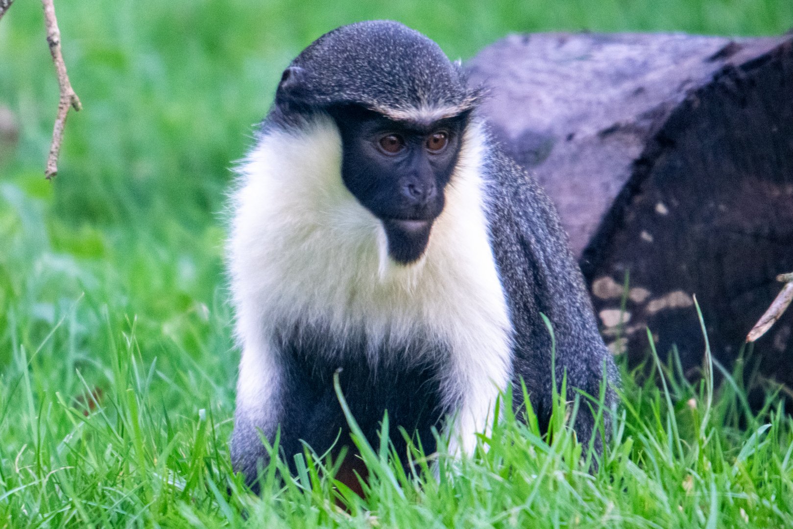 Young Diana Monkey