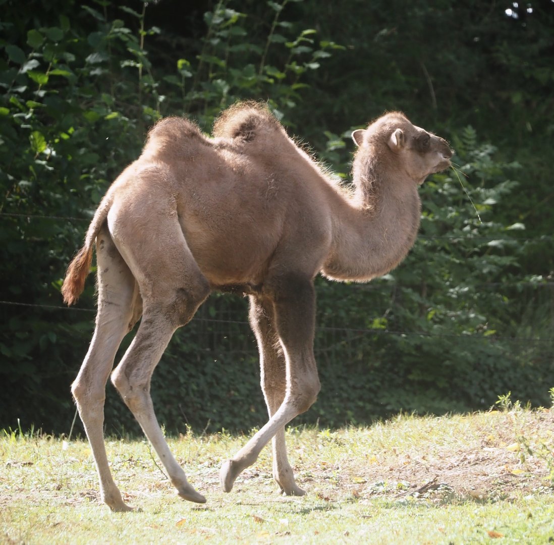 Young Domestic Bactrian camel (Camelus bactrianus), 2025-09-06