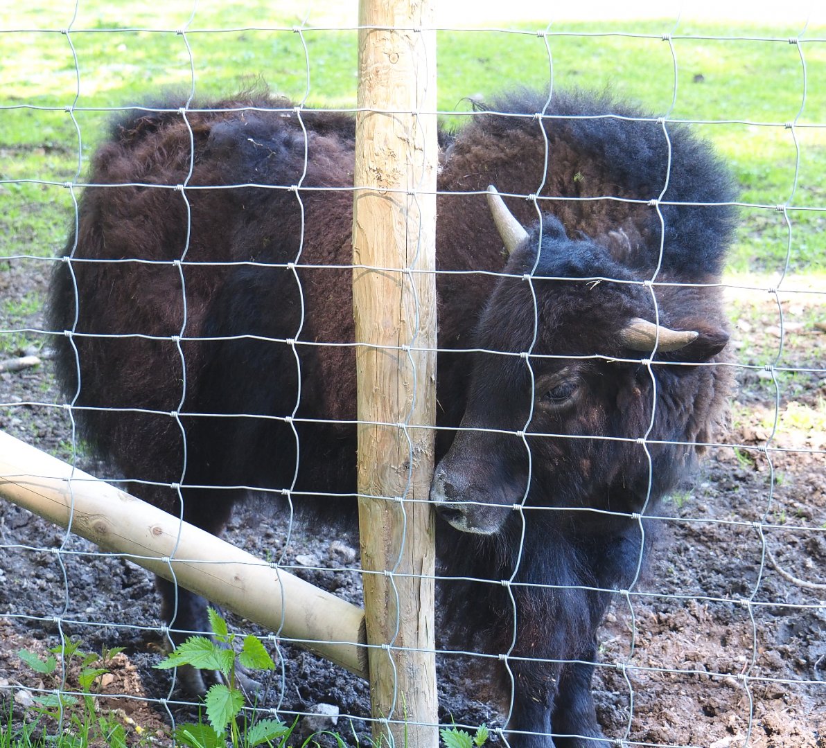 Young Domestic yak (Bos mutus grunniens), 2021-05-29
