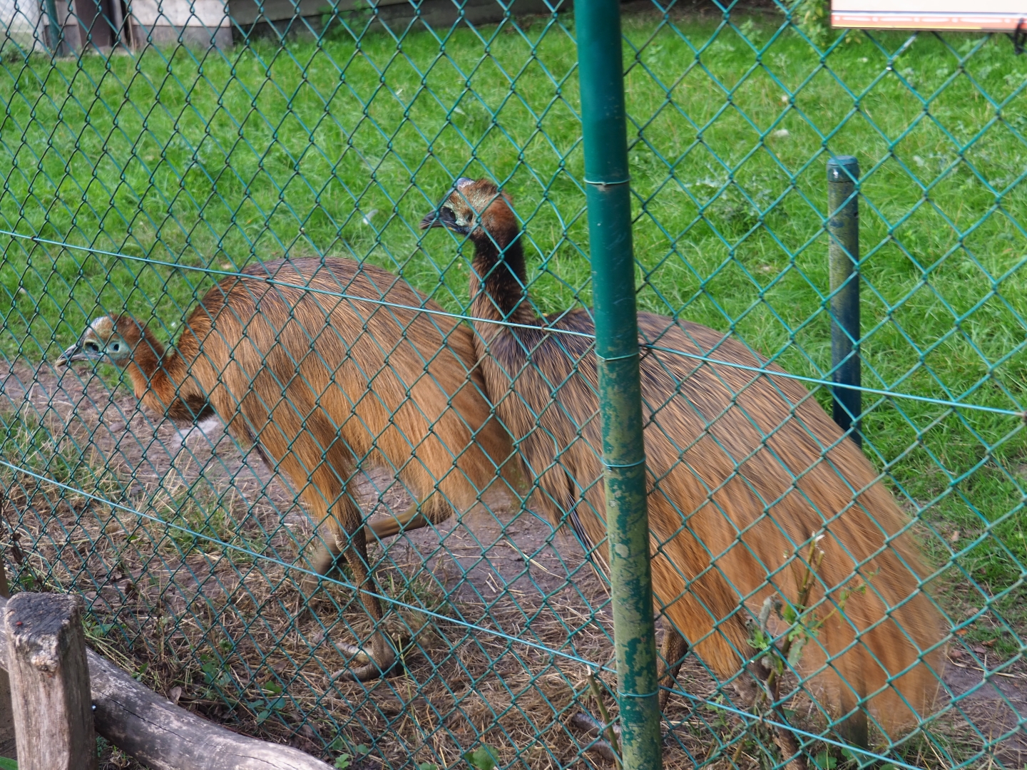 Young double-wattled cassowaries (Casuarius casuarius)