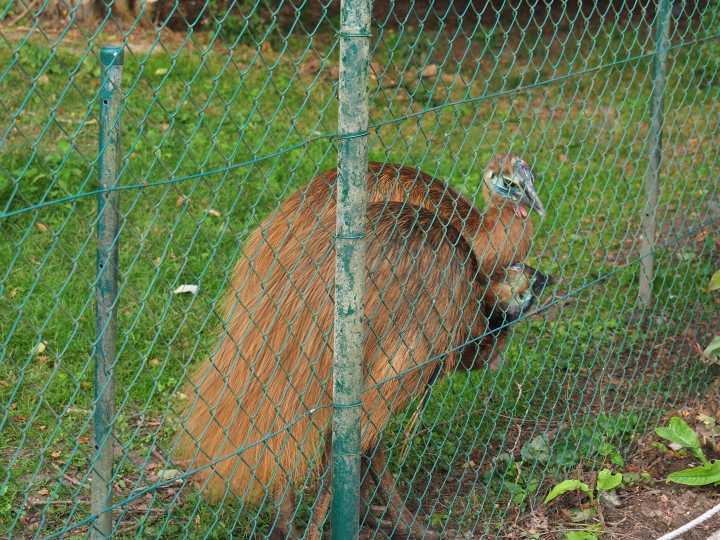 Young double-wattled cassowaries (Casuarius casuarius)