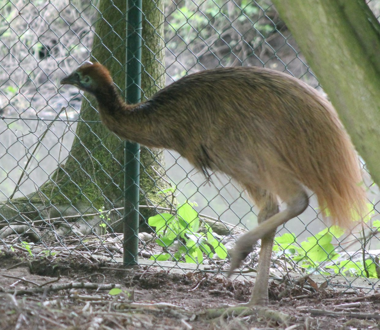 Young Double-wattled cassowary
