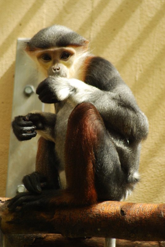 Young douc langur