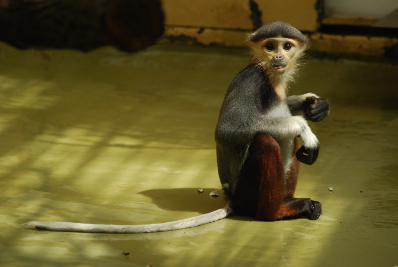 Young douc langur