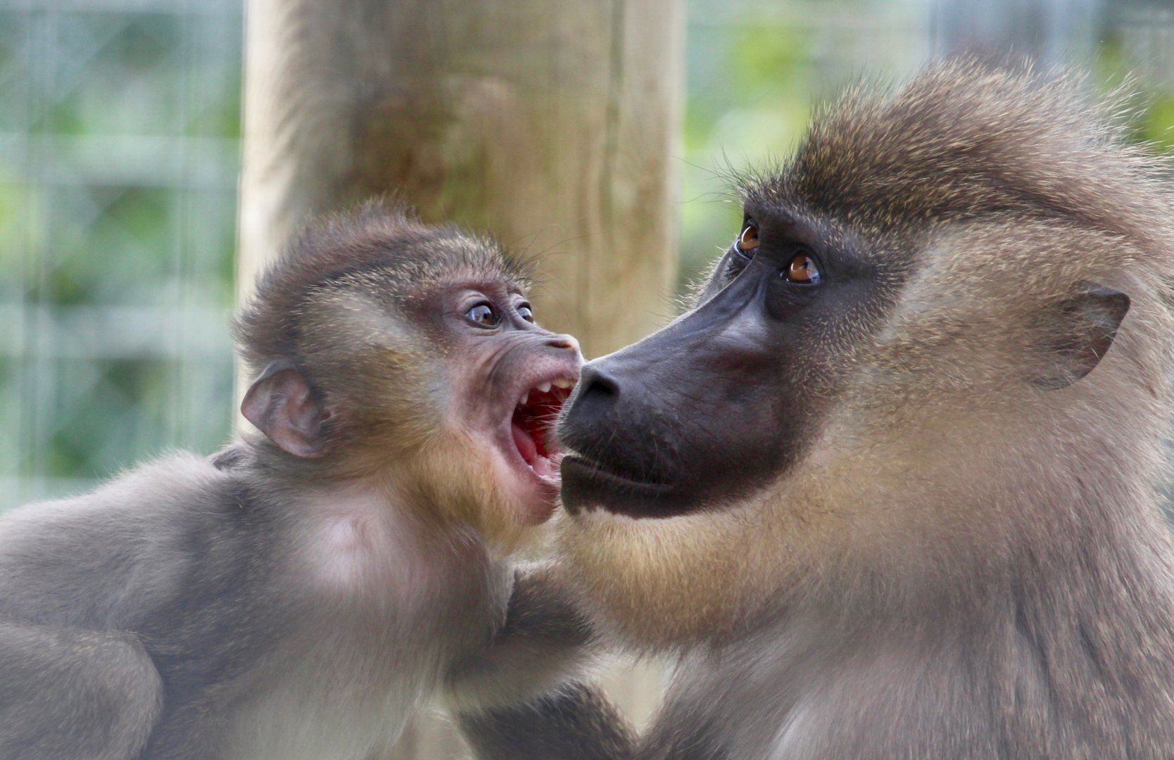 Young Drill, and mother