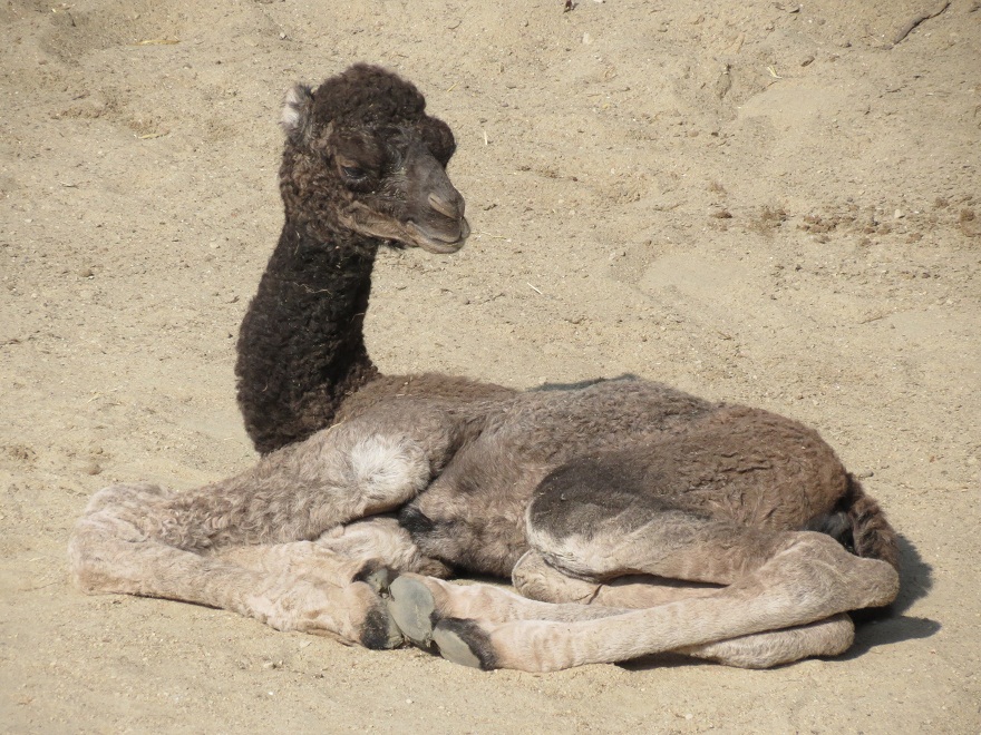 Young Dromedary