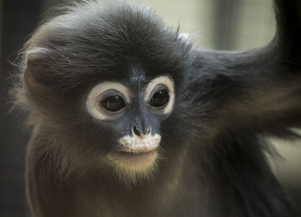 Young Dusky Leaf-monkey at Burgers Zoo, 4/27/14
