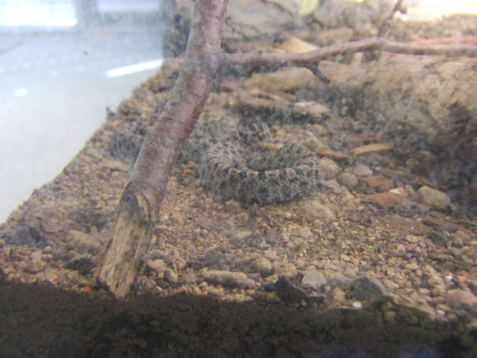 Young Dusky Pygmy Rattlesnake