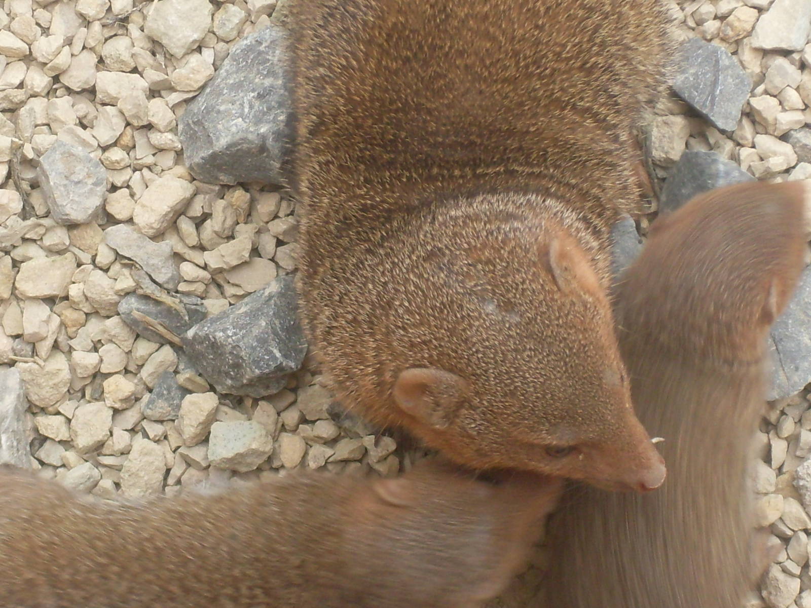 Young Dwarf Mongooses 2