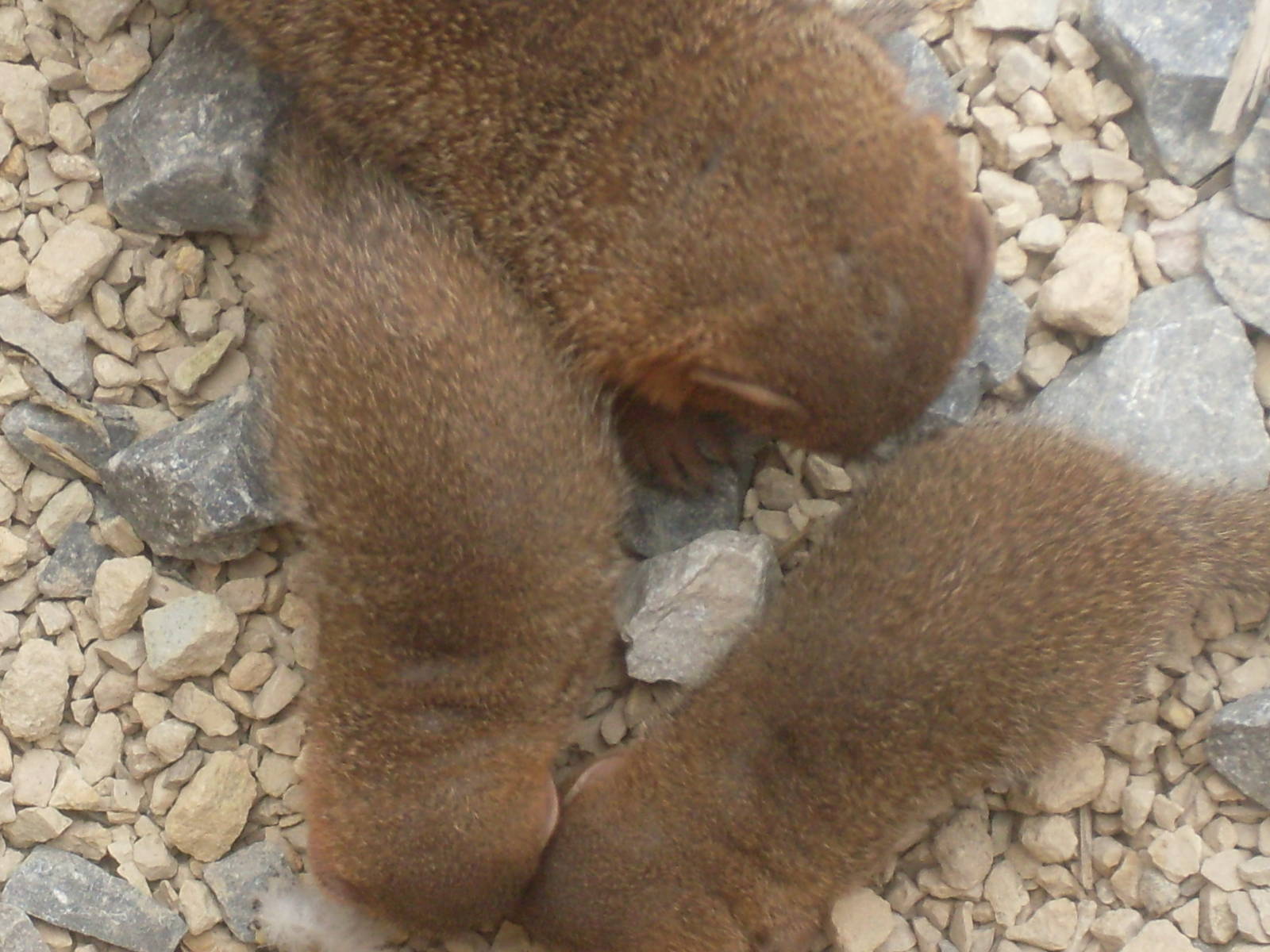 Young Dwarf Mongooses