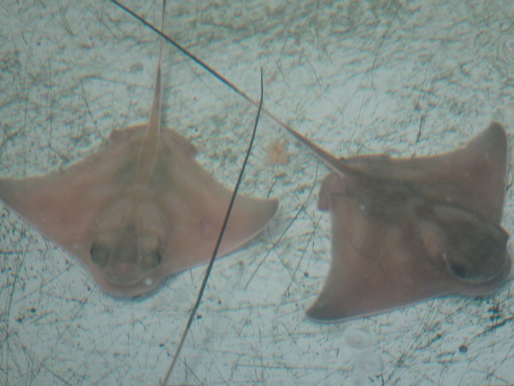 Young Eagle Rays