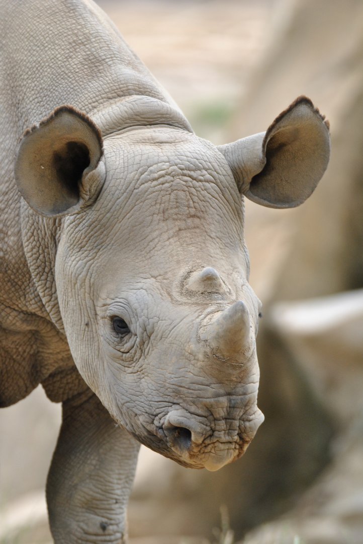 Young eastern black rhino (Diceros bicornis michaeli)