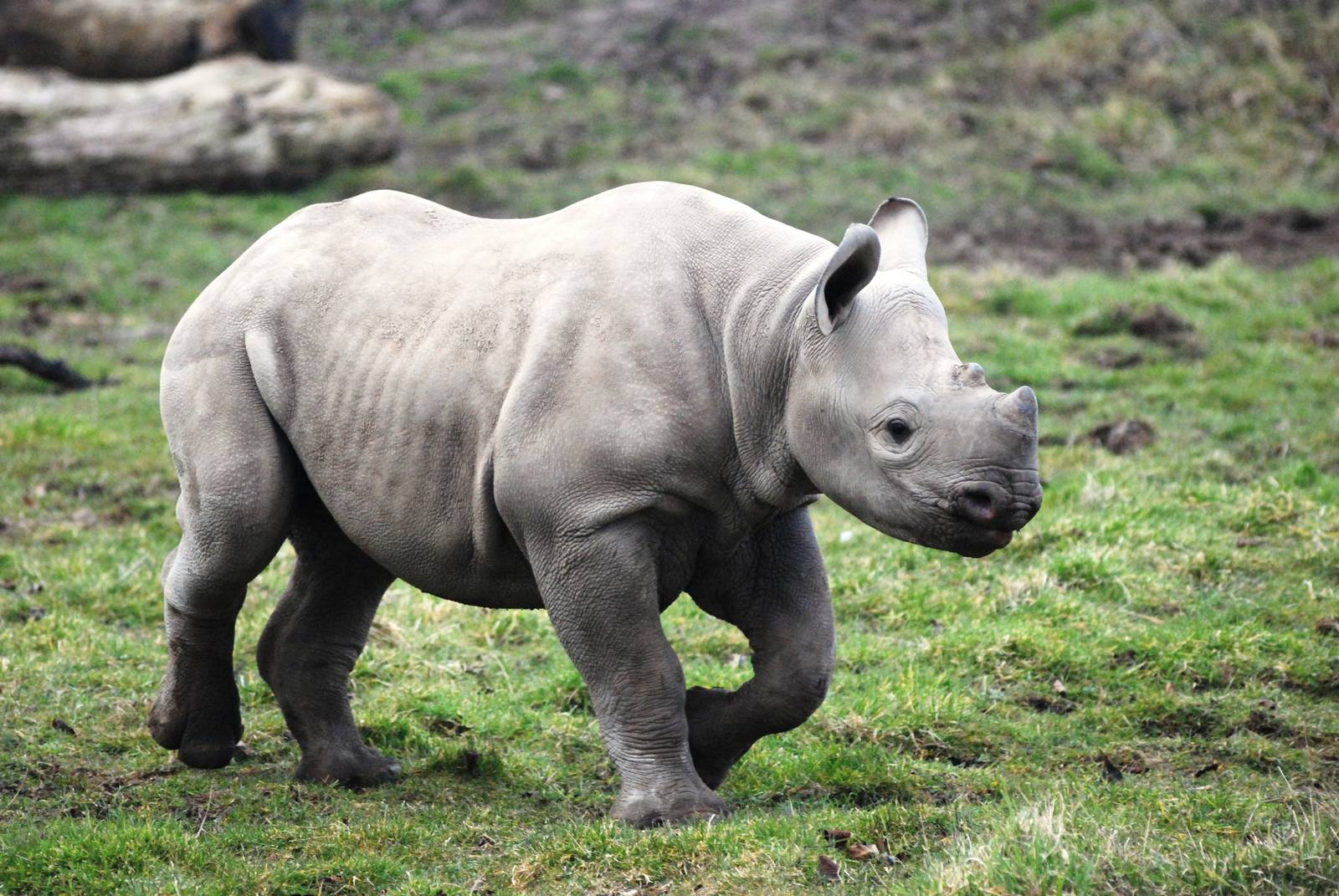 Young Eastern Black Rhinoceros at Chester, 24/02/13