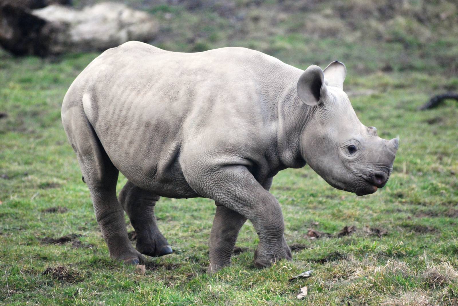 Young Eastern Black Rhinoceros at Chester, 24/02/13
