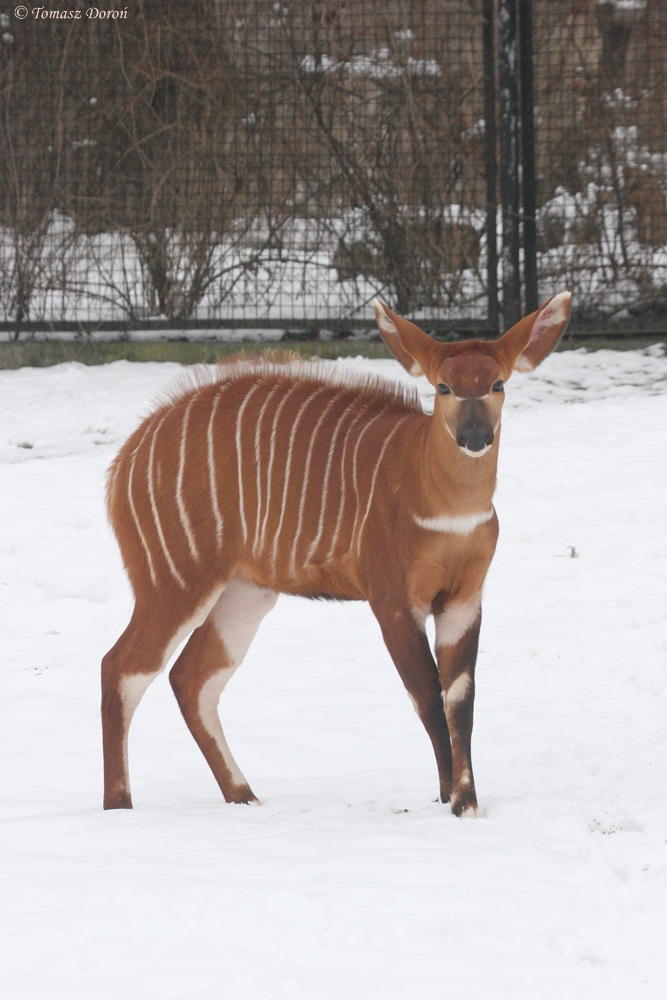 Young Eastern Bongo (Tragelaphus eurycerus isaaci)