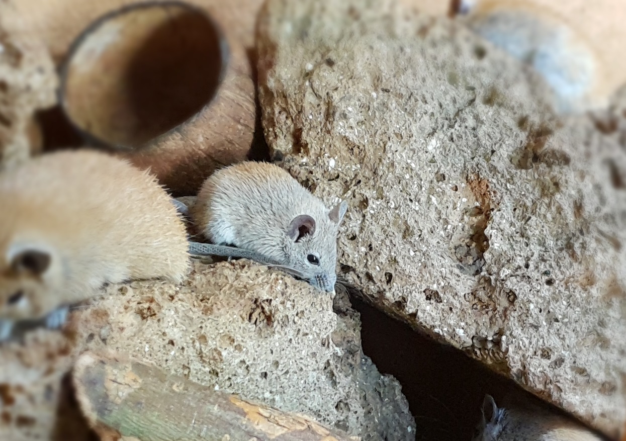Young Egyptian spiny mouse