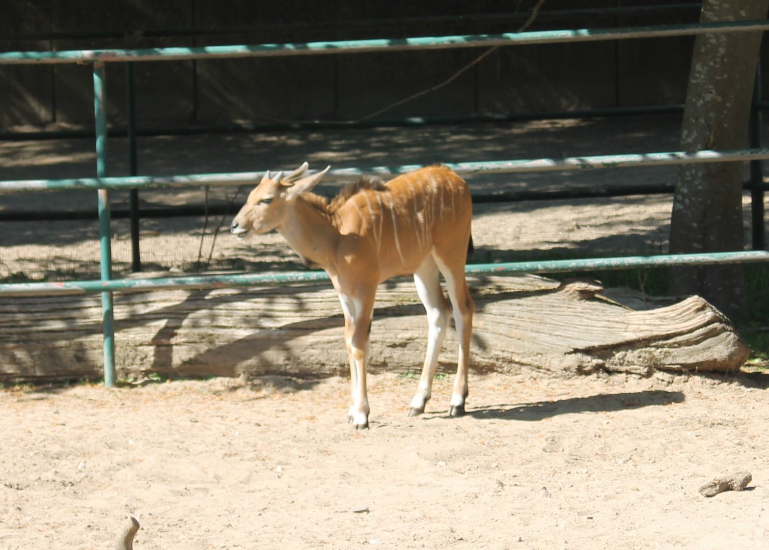 Young Eland