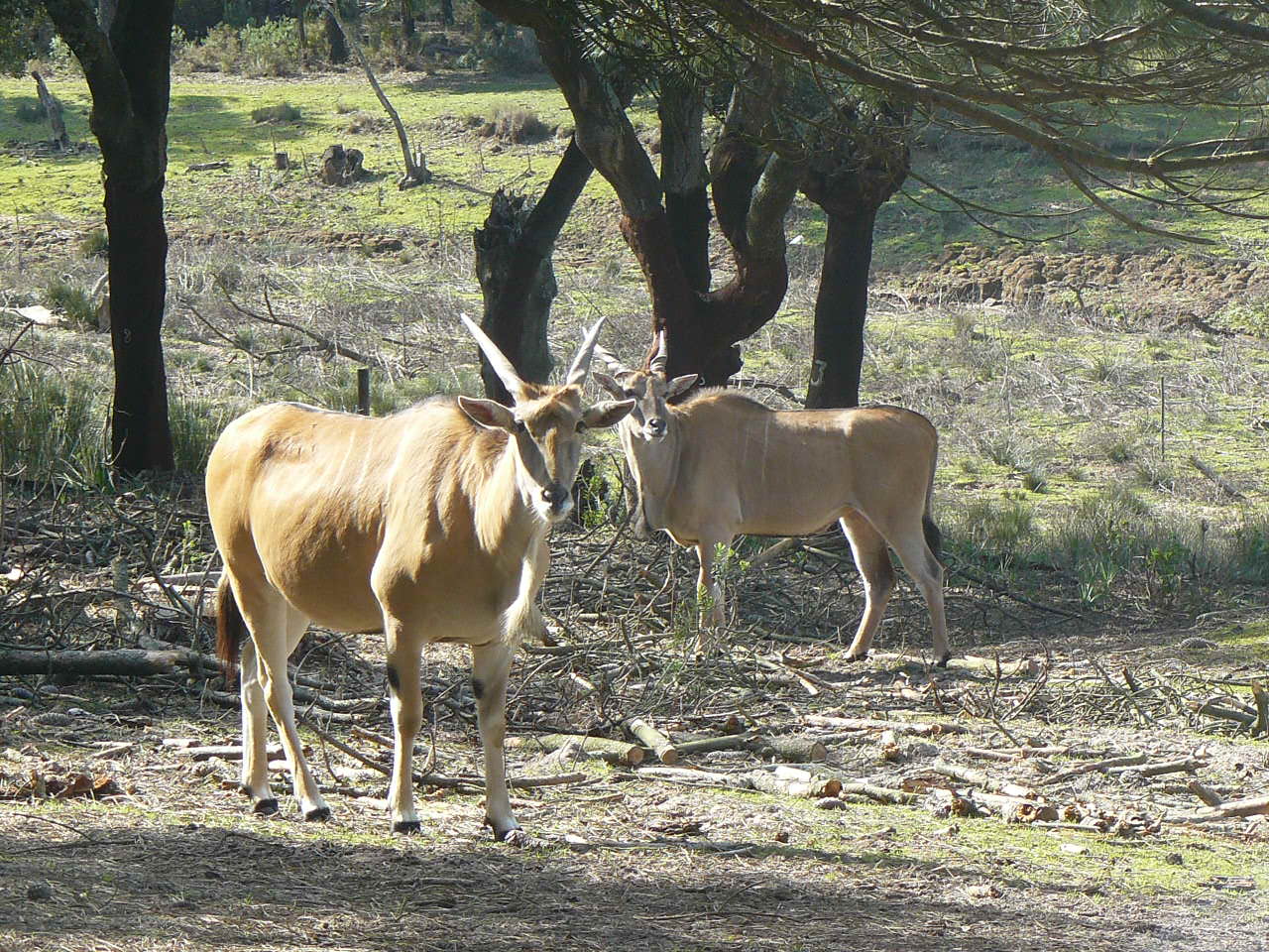 Young Elands