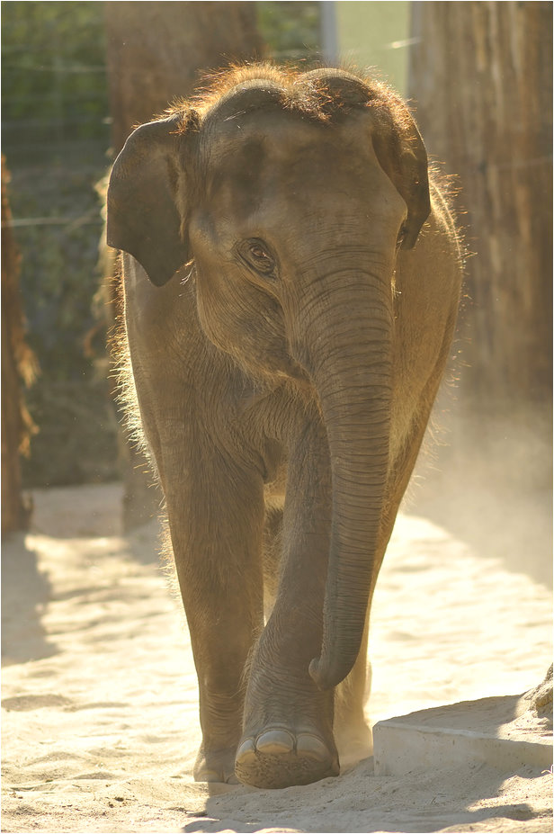 Young elephant at Heidelberg zoo