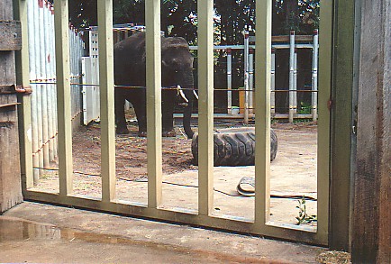 Young elephant bull @ Perth zoo 2000 (off exhibit)