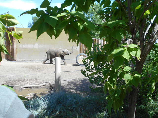Young elephant chasing her hoop
