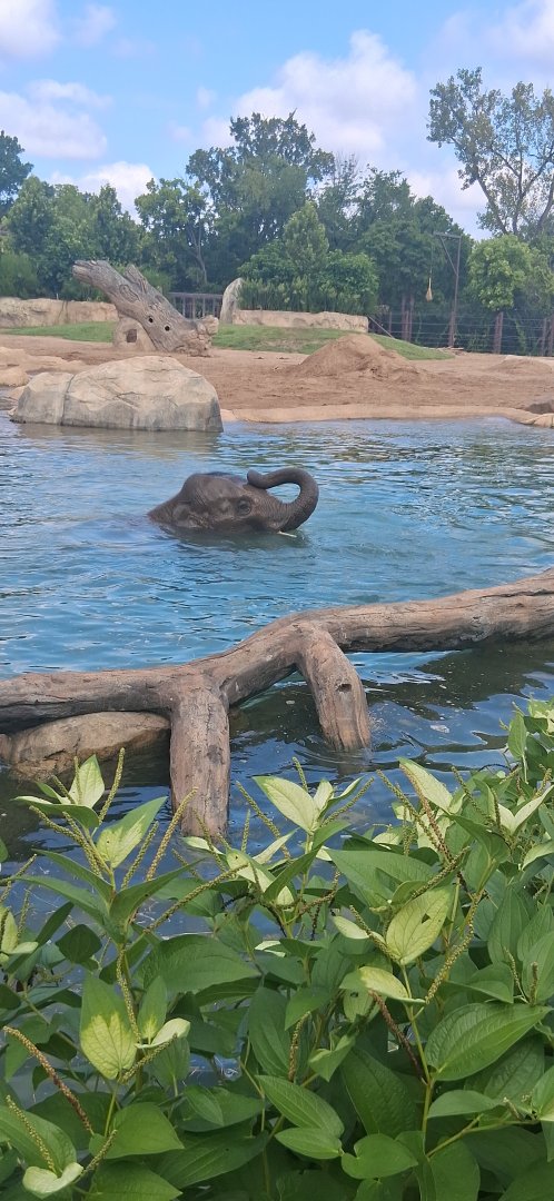 Young elephant enjoys his bath time at the cincinnati zoo