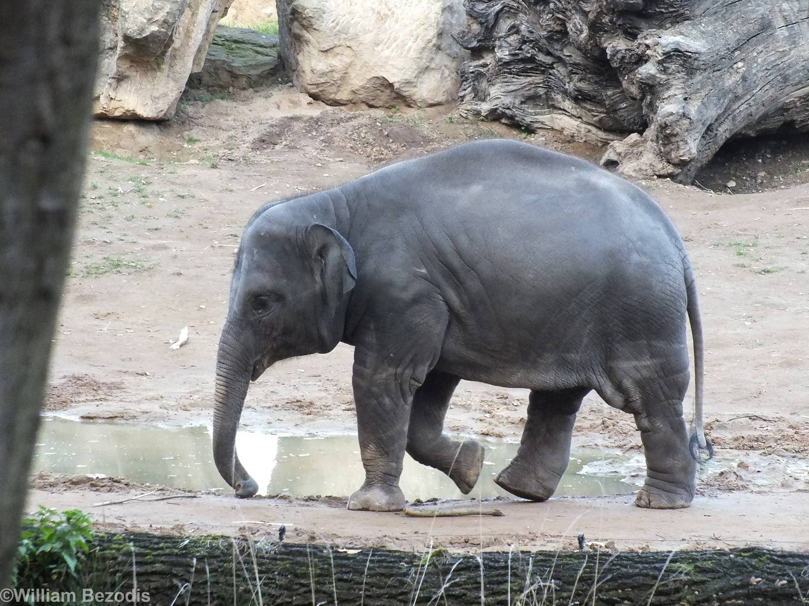 Young Elephant