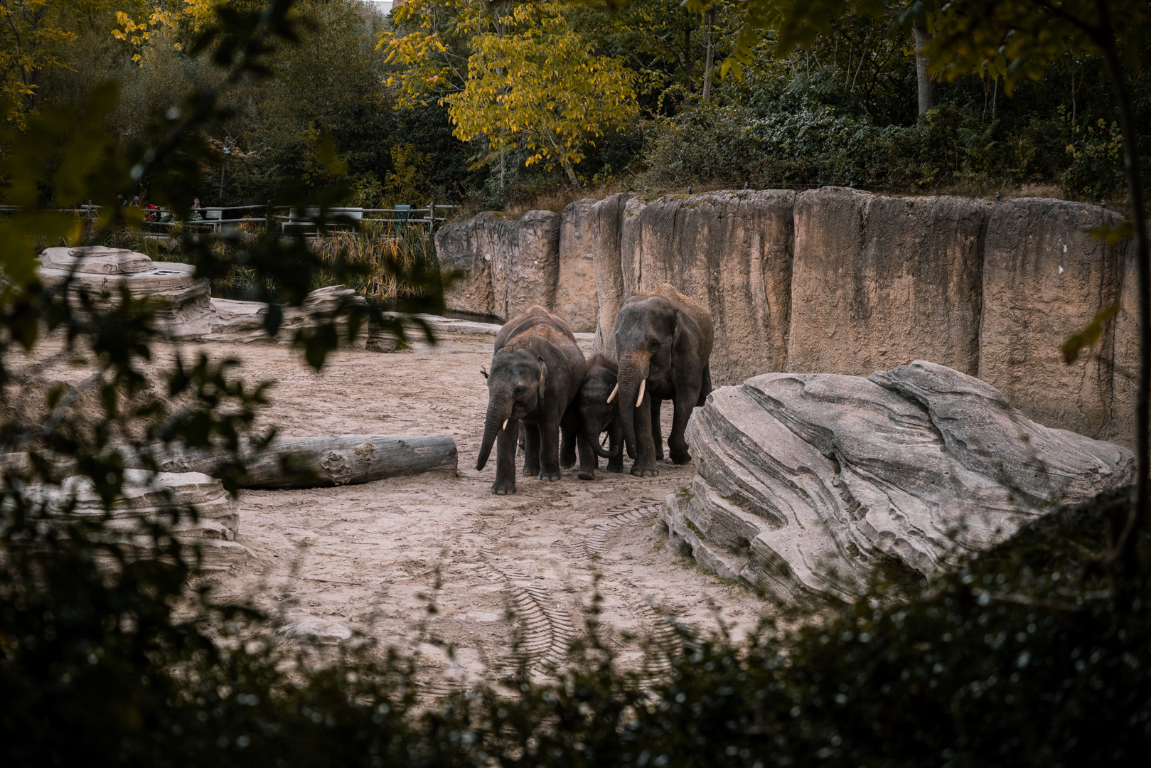 Young Elephants playing