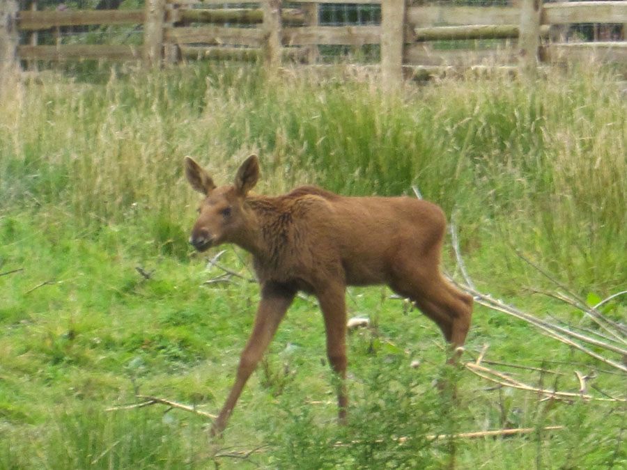 Young elk